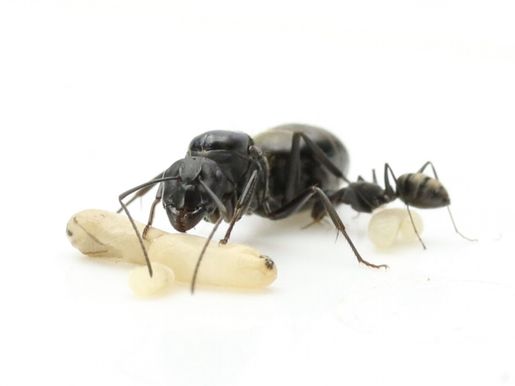 Camponotus rufoglaucus feae